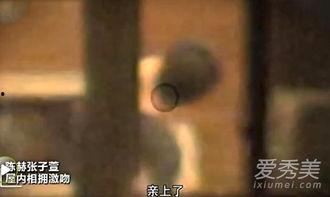 厨房激吻日韩视频在线看,日韩激吻视频在线观看指南